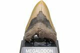 Fossil Megalodon Tooth - North Carolina #204553-2